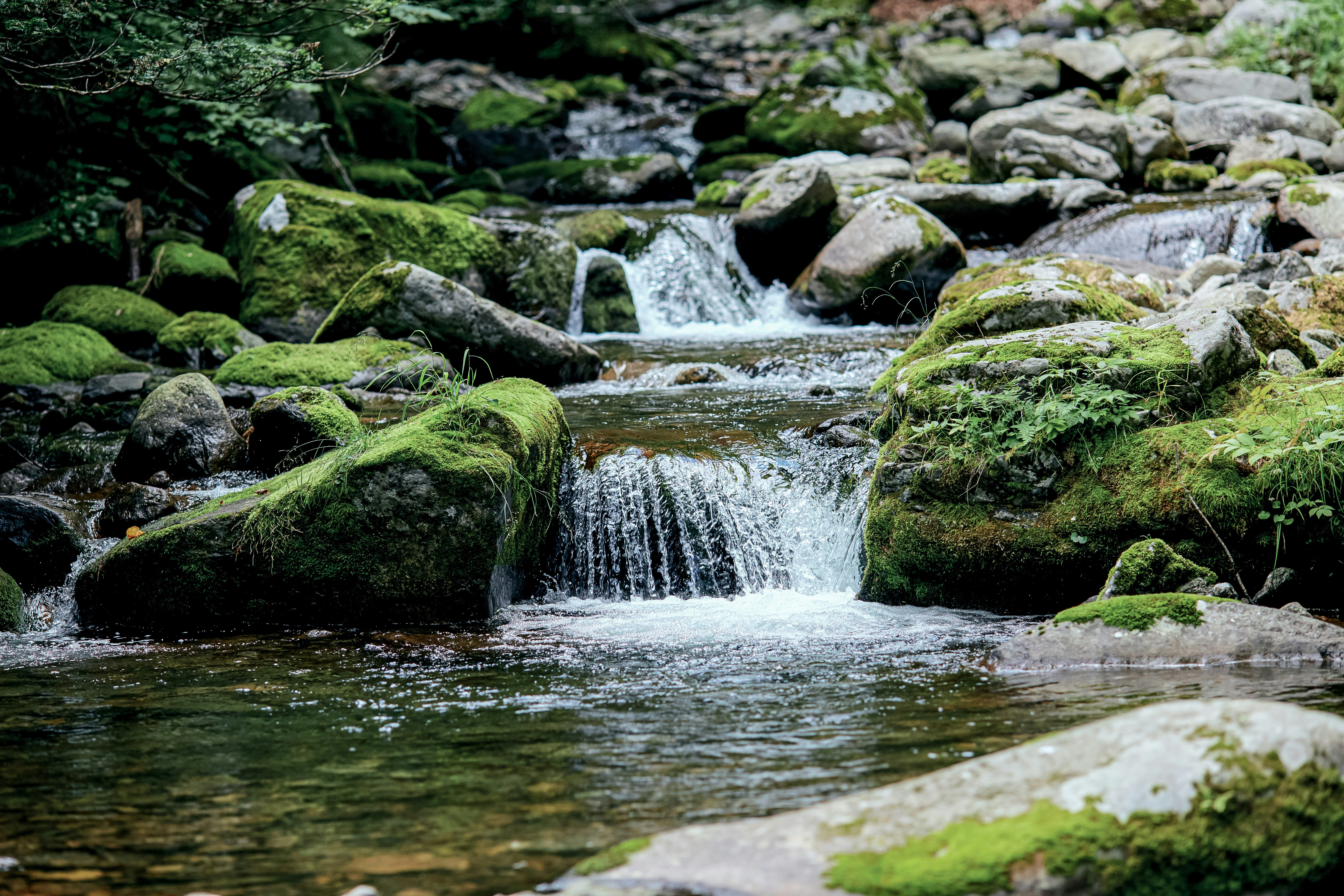 green moss on gray rocks in river